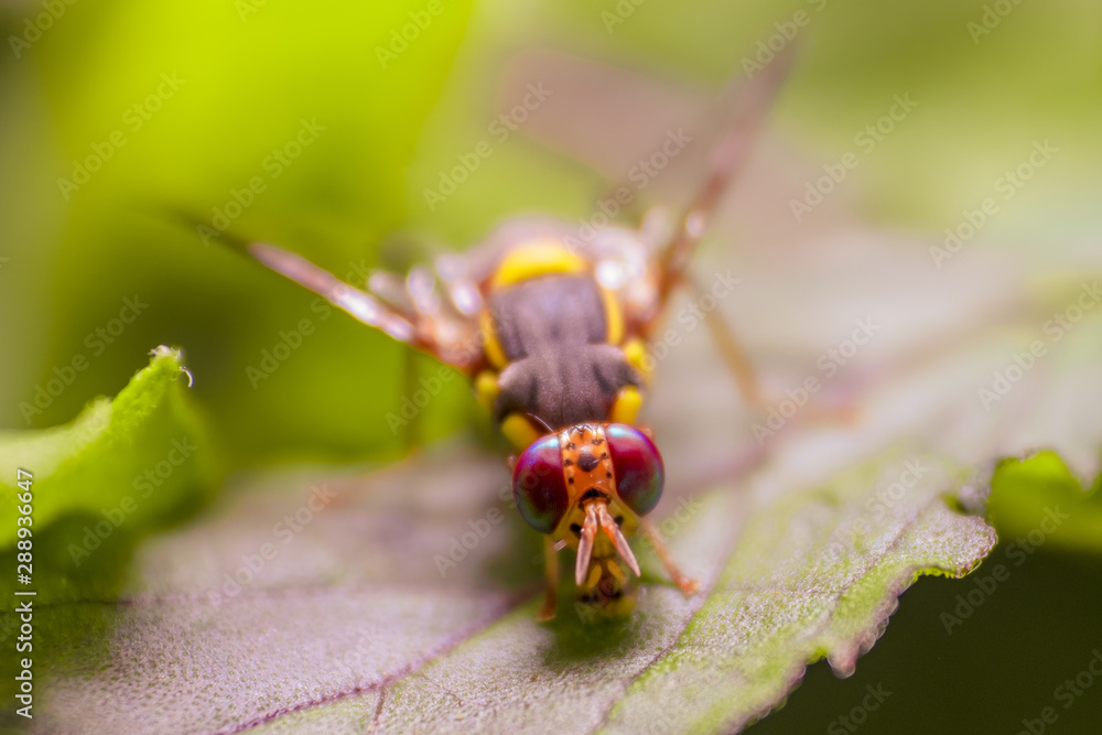Naklejka premium An Oriental Fruit flies, The Pest.