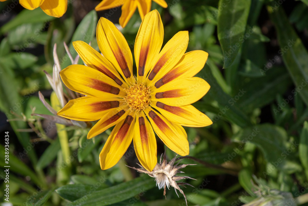 Close up shoot of treasure flower (Gazania rigens). Close up shoot of treasure flower (Gazania rigens).