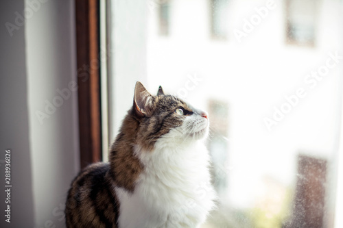 Beautiful fluffy cat near the window. Autumn. Cozy.