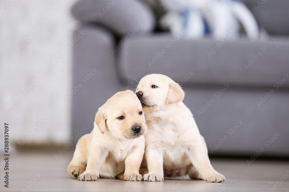 Beautiful labrador puppies at home Beautiful labrador puppies at home