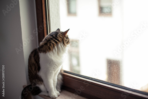 Beautiful fluffy cat near the window. Autumn. Cozy.