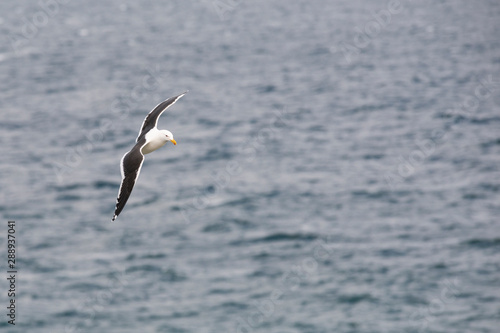 Seagull flying over the Atlantic coast in Peninsula Valdes. Puerto Madryn