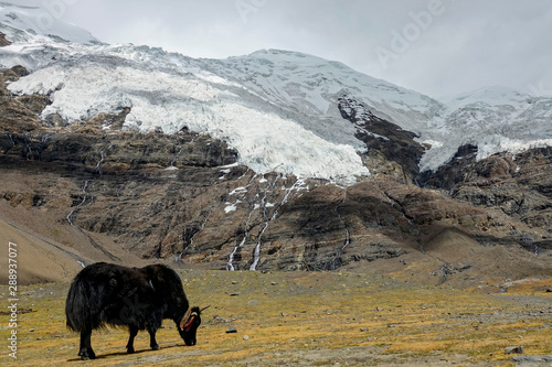 Black yak grazes in the meadows under a breathtaking glacier in the Himalayas.
