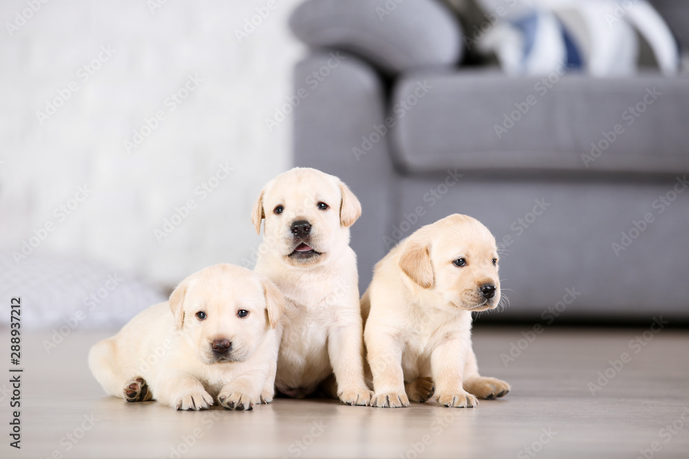 Beautiful labrador puppies at home - obrazy, fototapety, plakaty 