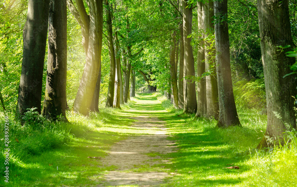 Beautiful Green Forest trees with morning sunlight, Path in spring ...