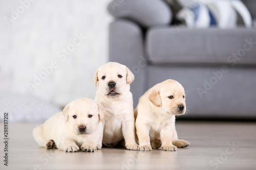 Beautiful labrador puppies at home
