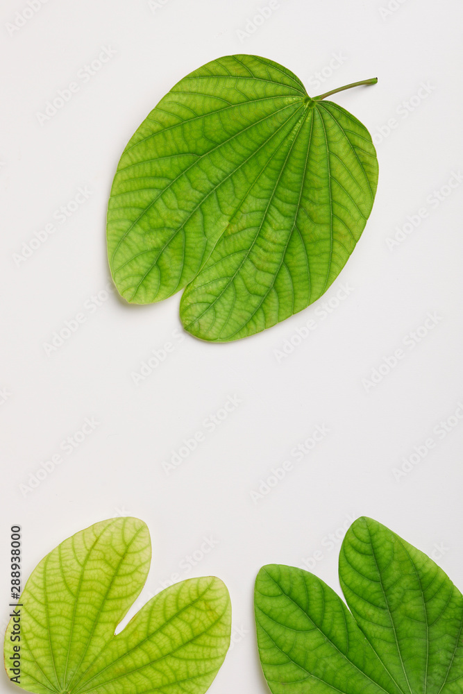 Fototapeta premium Dussehra greeting card using apta / Bauhinia racemosa