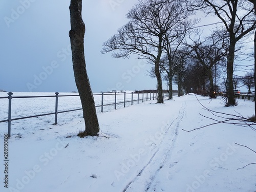 Fototapeta Naklejka Na Ścianę i Meble -  winter landscape with trees and snow