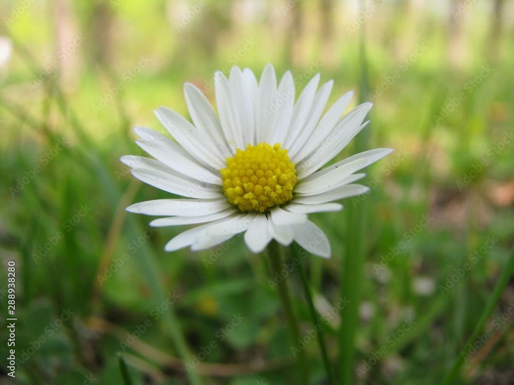Gänseblümchen Gänseblümchen