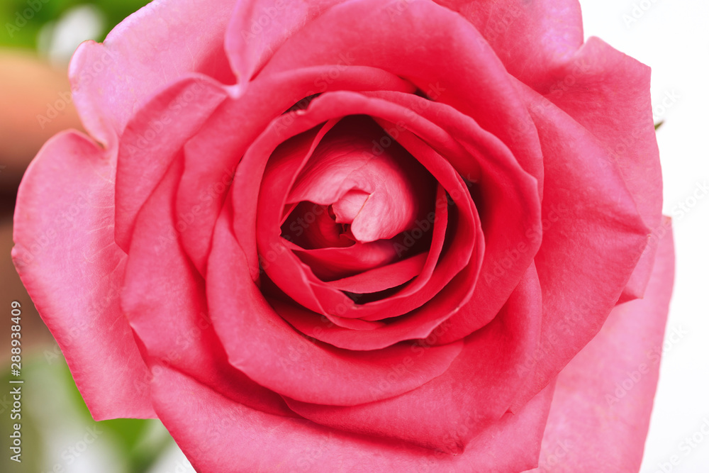 bud of pink beautiful rose close-up. detailed retouch bud of pink beautiful rose close-up. detailed retouch