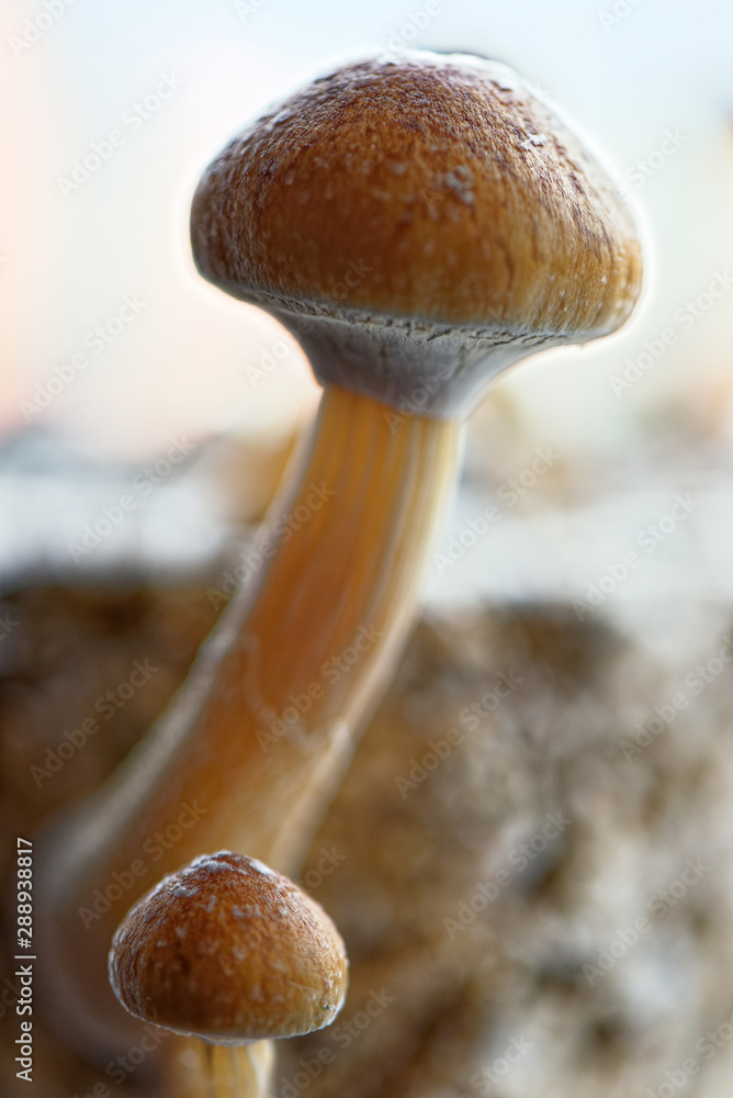 Ecuador Magic Mushroom Ecuadorian Psilocybe Cubensis Stock Photo Adobe Stock