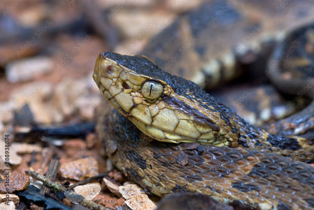 Fer de lance (Bothrops asper) in rainforest of Panama. Cryptic coloration increases chances that prey will come within striking distance. Heat-sensitive pits in front of eyes detect heat from prey. Fer de lance (Bothrops asper) in rainforest of Panama. Cryptic coloration increases chances that prey will come within striking distance. Heat-sensitive pits in front of eyes detect heat from prey.
