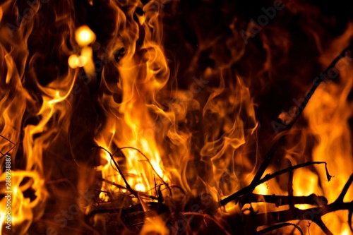 Incendie feu bois forêt branche flammes
