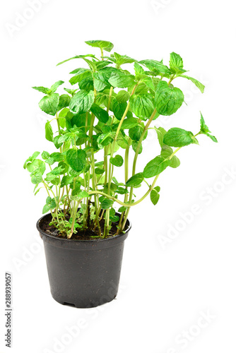 Fresh mint in a pot isolated on white background.