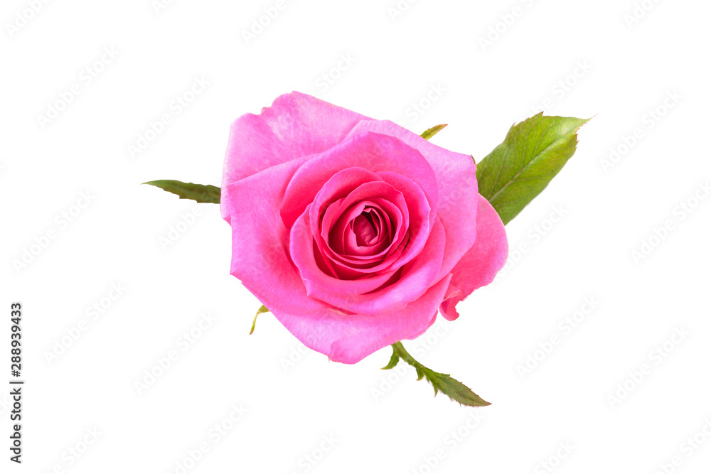 Pinkl rose flower. Detailed retouch Pinkl rose flower. Detailed retouch