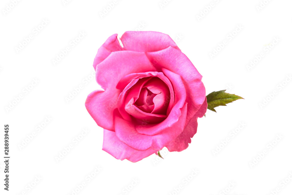 Pinkl rose flower. Detailed retouch Pinkl rose flower. Detailed retouch