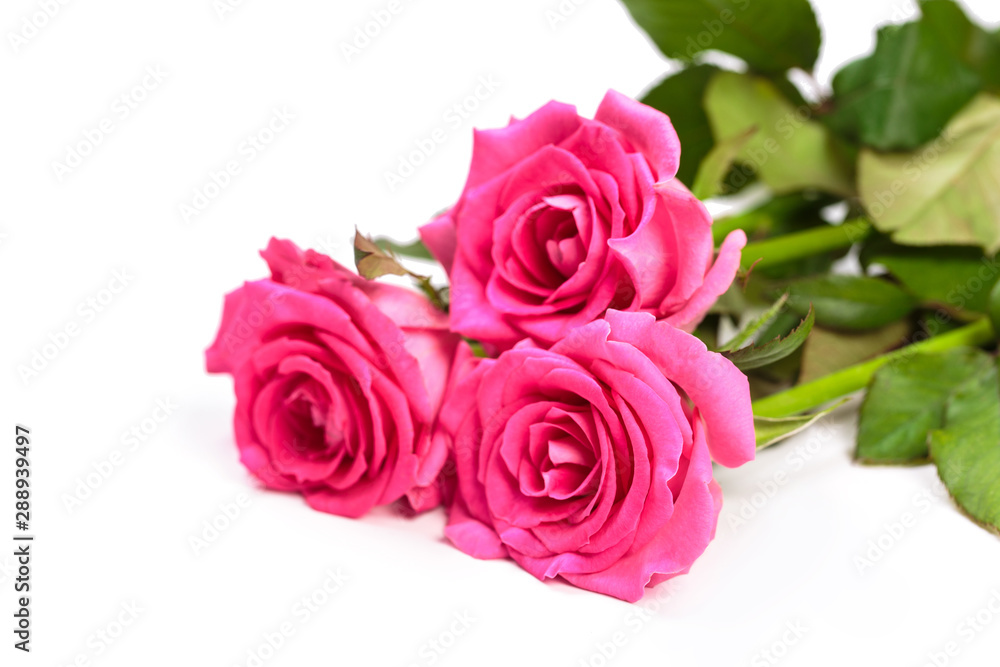 Beautiful rose flowers bunch isolated on white background Beautiful rose flowers bunch isolated on white background