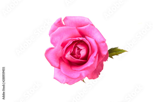 Pinkl rose flower. Detailed retouch