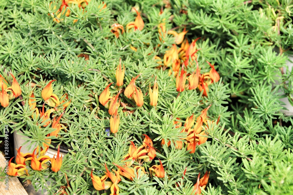 Lotus berthelotii flower plant in the garden Lotus berthelotii flower plant in the garden