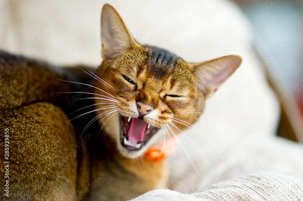 An Abyssinian cat hisses at the camera, exposing and showing fangs. The animal is embittered