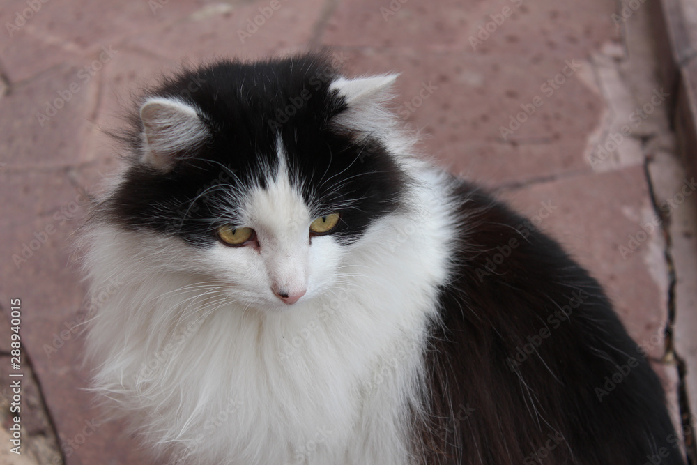 The domestic cat is white and black. Close-up. The domestic cat is white and black. Close-up.