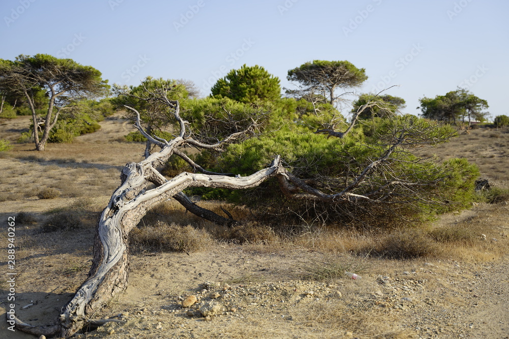 Trockener gebeugter Baum