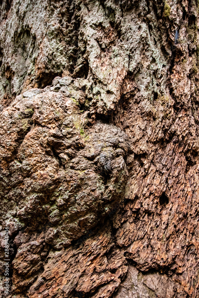 Close up on the bark of a brown tree, portrait, textured effect, vertical Close up on the bark of a brown tree, portrait, textured effect, vertical