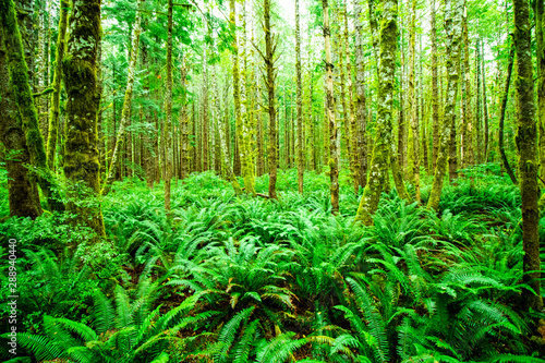 Tropical and wet forest with ferns in foreground, photo taken on Vancouver Island, sunlight and natural phenomenon