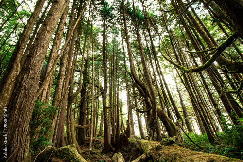 Rainforest with a tropical climate, forest of ancient cedar trees and curved trees with natural sunlight, no people in Vancouver
