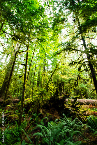 Tropical forest like rainforest  ferns in the foreground  natural sunlight  Vancouver Island hike in Cathedral Grove