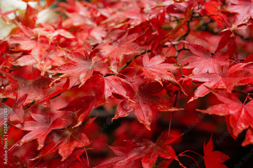 Selective focus of branches of Japaness red maple tree with rain drops in the morning, Red Autumn leaves with water drops after rain, Fresh natural background in Autumn forest. Selective focus of branches of Japaness red maple tree with rain drops in the morning, Red Autumn leaves with water drops after rain, Fresh natural background in Autumn forest.