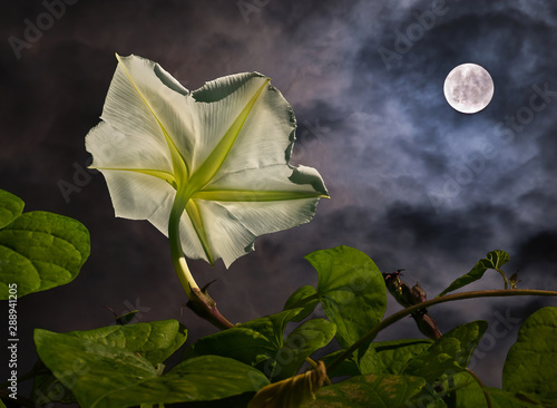 Moon flower (Ipomoea alba) with full moon (composite). Moon flowers bloom at night and are pollinated by large moths with very long proboscises, such as hawk moths and sphinx moths. photo