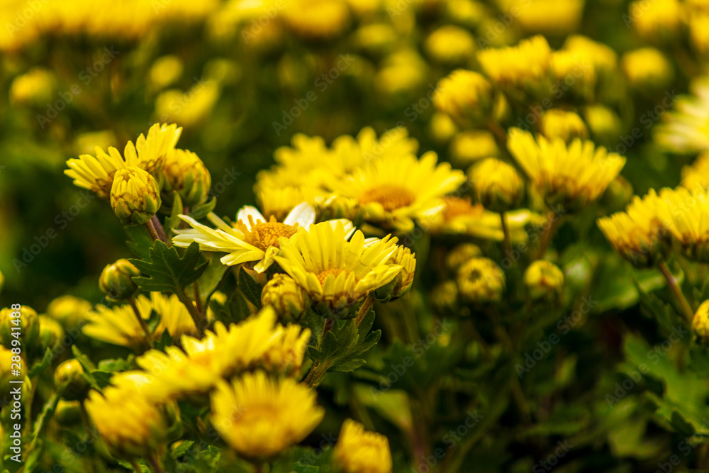 yellow flowers in the garden