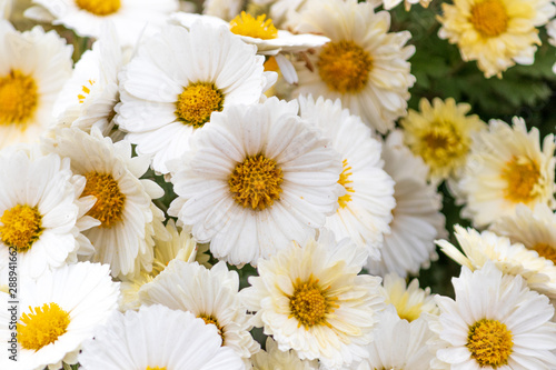 bouquet of white flowers