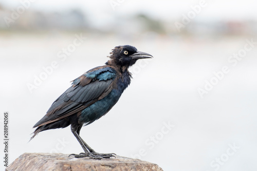 Side view of a black blue and purple shaded  bird with yellow eyes and a long beck perched on a light wooden beam outside on a bright day looking angry. © Joshua