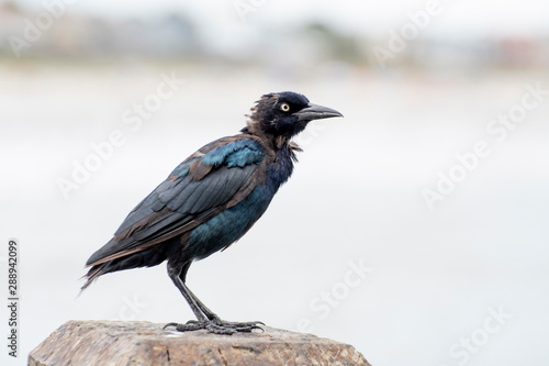 Side view of a black blue and purple shaded bird with yellow eyes and a long beck perched on a light wooden beam outside on a bright day looking angry.