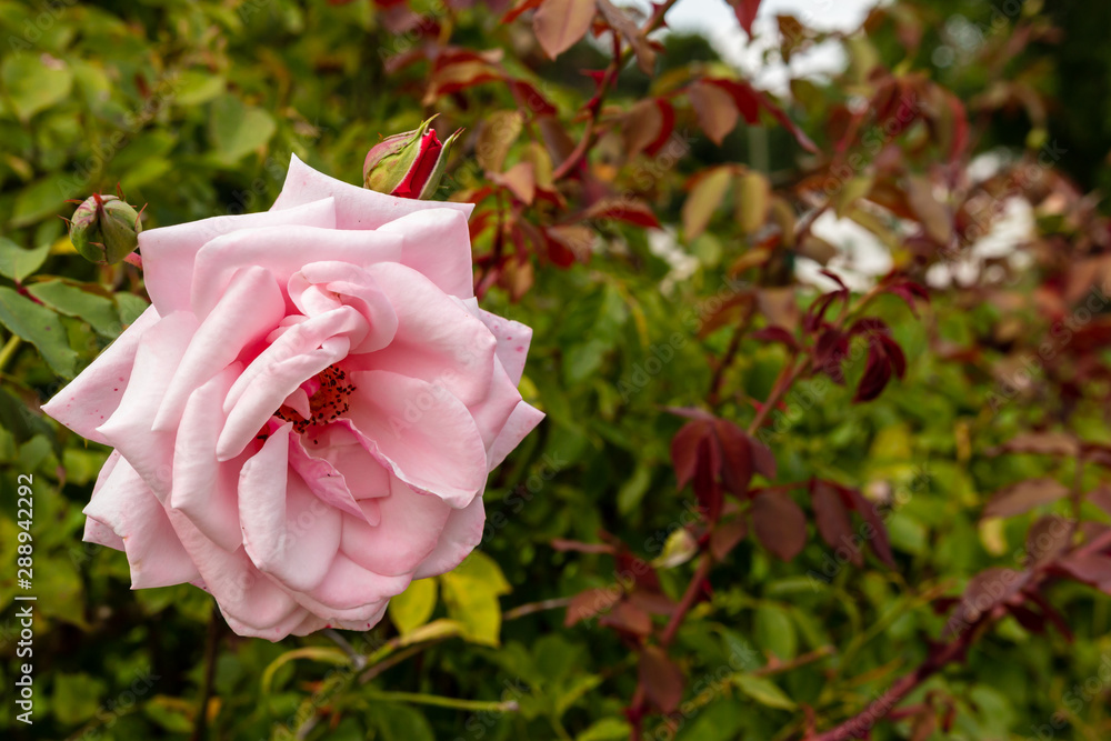 Obraz premium Pinke Rosenblüte