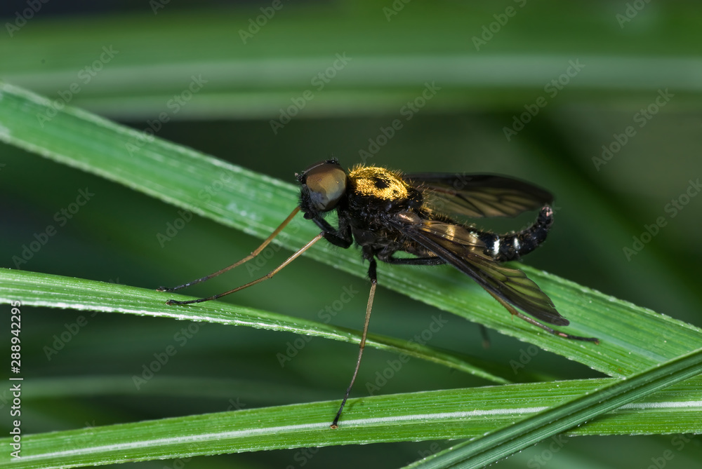 Golden-backed snipe fly (Chrysophilus thoracicus) resting on blade of gress Golden-backed snipe fly (Chrysophilus thoracicus) resting on blade of gress