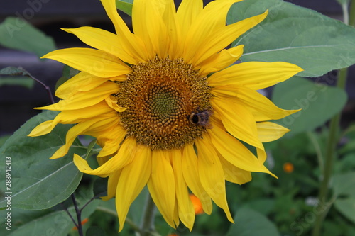Fototapeta Naklejka Na Ścianę i Meble -  Sunflower flower with a bee close-up. Selective focus.