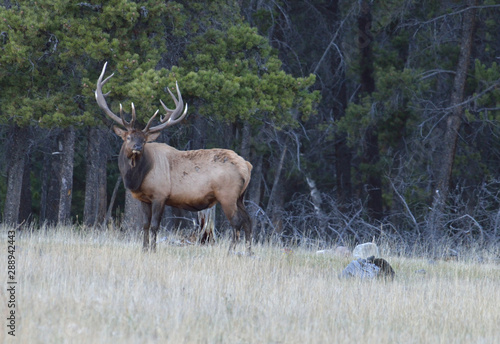 Wallpaper Mural Large bull elk standing in the grass Torontodigital.ca