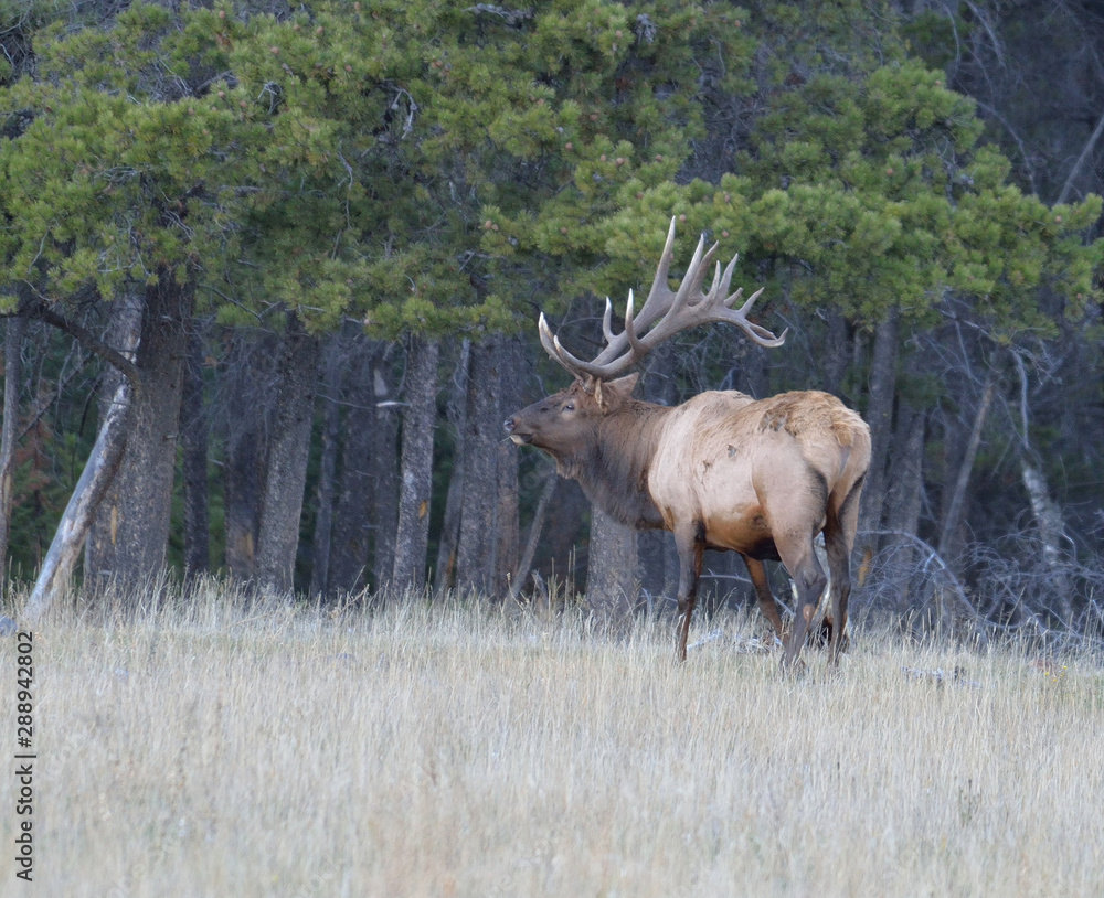 Large bull elk standing in the grass