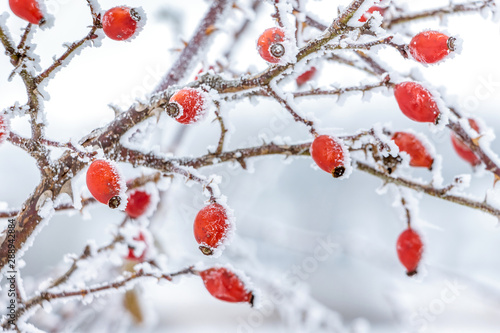 Rosehip bush with red berries covered with frost on a light background_