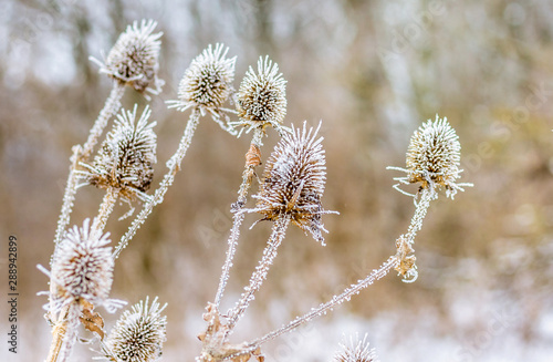 Dry thistle fruits covered with frost in winter_