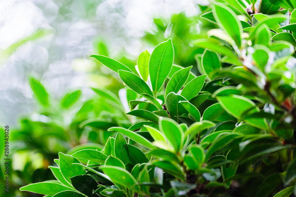 Green Leaves in Garden (Korean Banyan Tree)