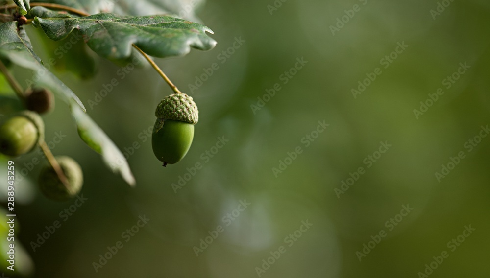 Fototapeta premium Gland chêne - nature graine forêt
