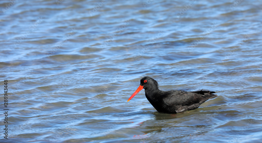 Austernfischer Oyster Catchers in Neuseeland Austernfischer Oyster Catchers in Neuseeland