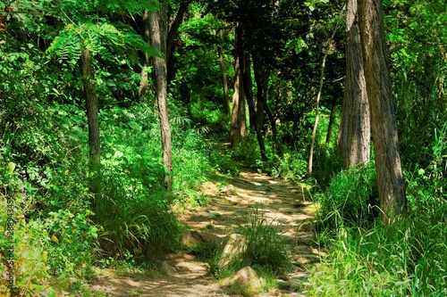 Camino boscoso  verde y frondoso