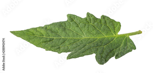 Tomato leaf isolated on white background with clipping path