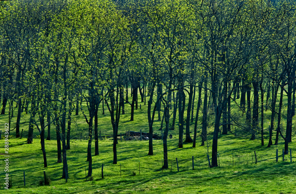 Grove of trees with new spring leaves in pasture in central Virginia, backlit by morning sun.