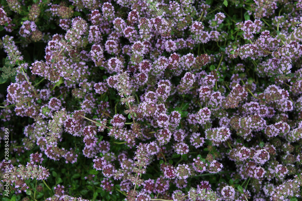 floral background. blooms thyme .selective focus